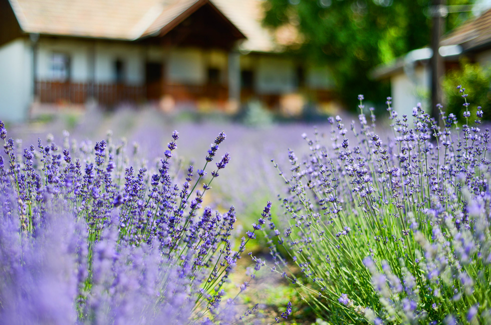 Lavender cottage_2