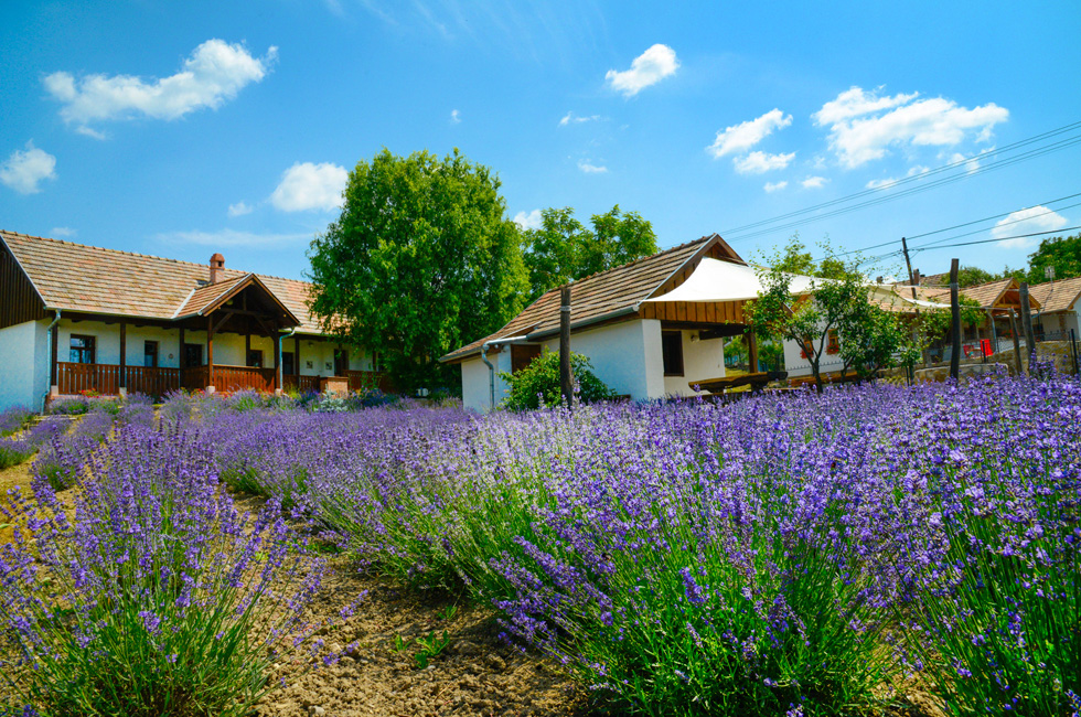 Lavender cottage_1